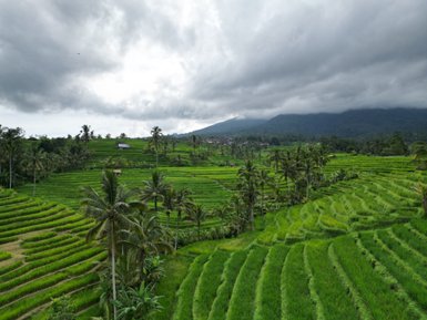 Üppige Reisterrassen in Jatiluwih – Bali Reise mit Kindern