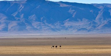 Vier Strauße im NamibRand Nature Reserve - Namibia Urlaub mit Kindern