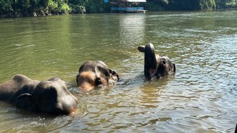Drei Elefanten genießen das erfrischende Wasser – Thailand Reise mit Kindern