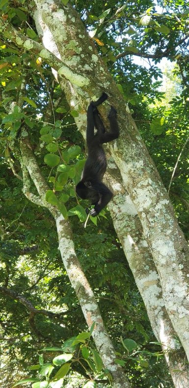 Ein schwarzer Affe hängt kopfüber an einem Baum und genießt einen Snack aus einem Zweig.
