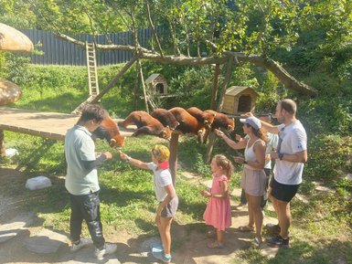 Eine Gruppe von Menschen füttert kleine Pandas in einem sonnigen, grünen Umfeld mit einer Holzplattform im Hintergrund.
