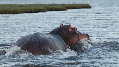 Ein Flusspferd schwimmt durch ruhiges Wasser, während sanfte Wellen um seinen Körper spritzen und die Umgebung grün ist.