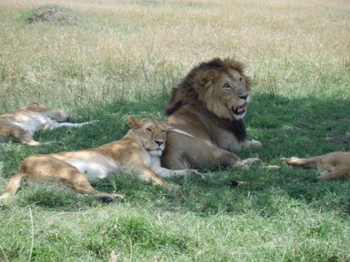 Ein Löwe und eine Löwin liegen entspannt im hohen Gras, während im Hintergrund weitere Löwen ruhen.