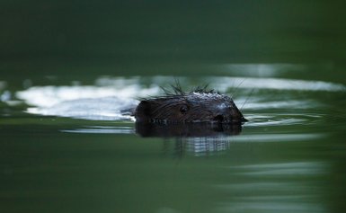 Ein Biber taucht im ruhigen Wasser auf, sein Kopf ist sichtbar, während die sanften Wellen um ihn herum glitzern.