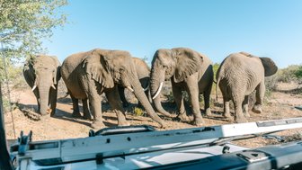 Eine Herde Elefanten steht direkt vor einem Jeep - Namibia mit Kindern