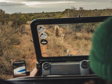 Löwen sichtbar bei Safari im Addo Nationalpark - Südafrika mit Kindern