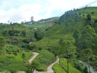 Sattgrüne Teesträucher in Nuwara Eliya – Sri Lanka mit Kindern