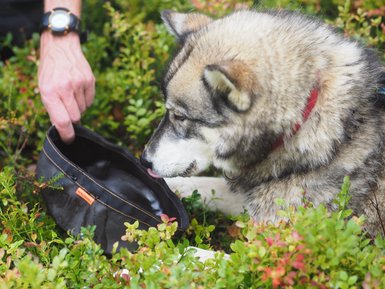 Ein Husky schnüffelt neugierig an einem schwarzen Napf, während eine Hand ihn sanft hält, umgeben von buntem Grün.