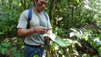 Ein indigener Mann in einem dichten Dschungel untersucht sorgfältig ein Blatt, umgeben von üppiger grüner Vegetation.