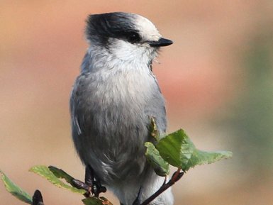 Ein Kanada-Jay sitzt auf einem Ast, umgeben von grünen Blättern, mit einem unscharfen, farbenfrohen Hintergrund.