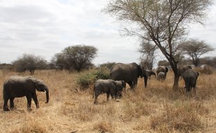 Elefantenherde im Tarangire-Nationalpark auf der Wanderung – Tansania Reise mit Kindern