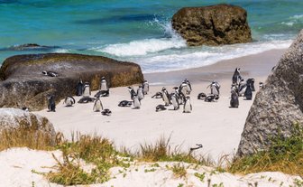 Pinguine am Boulders Beach spielen zwischen den runden Granitfelsen – Garden Route Familienreise