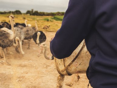 Besucher füttern Strauße auf der Safari Ostrich Farm – Südafrika mit Kindern