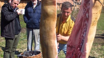 Drei Männer stehen im Freien, während ein Mann ein Schwein ausnimmt, das an einem Gestell hängt.