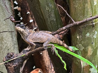 Echse auf einem Ast mitten im Grün des Khao Sok Nationalpark - Thailand mit Kindern
