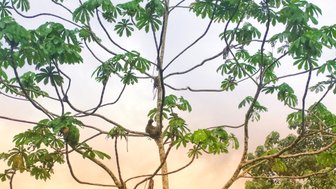 Faultier hängt gemütlich in einem Baum im Tortuguero Nationalpark – Costa Rica Familienreise