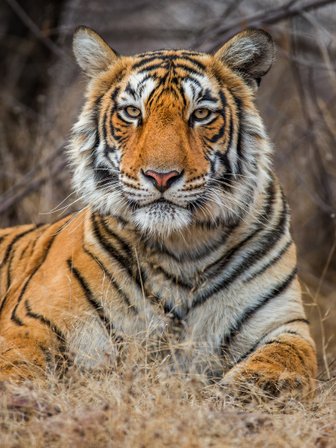 Ein majestätischer Tiger liegt entspannt im hohen Gras, seine markanten Streifen und intensiven Augen stechen hervor.