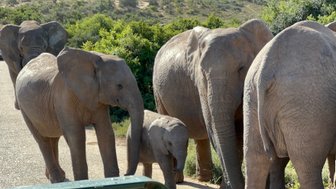 Elefantenherde beim gemeinsamen Spaziergang im Addo Nationalpark – Garden Route mit Kindern