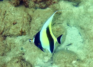 Farbenfrohe Fische schwimmen lebhaft im klaren Wasser vor Langkawi – Malaysia & Borneo Reise mit Kindern