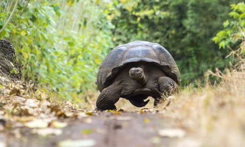 Riesenschildkröte in grüner Landschaft - Galapagos mit Kindern