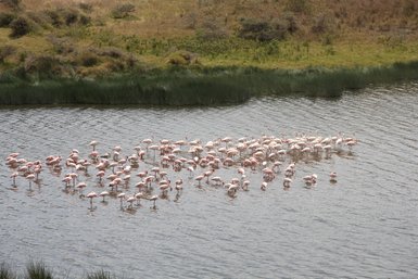 Flamingos waten durch die seichten Ufer des Arusha-Nationalparks – Tansania mit Kindern