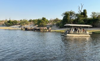 Eine Gruppe von Elefanten trinkt am Ufer eines ruhigen Gewässers, während ein Boot mit Touristen in der Nähe fährt.