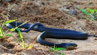 Eine schwarze Schlange schlängelt sich über den sandigen Boden, umgeben von grünem Gras und kleinen Pflanzen.