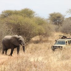 Ein Elefant wandert durch die trockene Savanne, während ein Geländewagen mit Touristen in der Nähe steht.