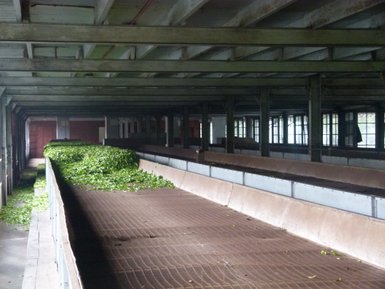 Teeblätter liegen zur Verarbeitung in einer Teefabrik in Nuwara Eliya bereit – Sri Lanka Familienreise