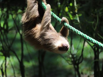Faultier klettert gemütlich an einem Seil im Dschungel – Costa Rica Reise mit Kindern