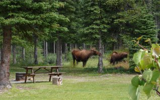 In einem ruhigen Waldgebiet grasen zwei Bisons friedlich neben einem Picknicktisch, während ein Hund in der Nähe sitzt.