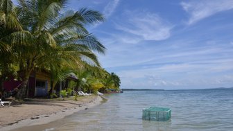 Ein ruhiger Strand mit Palmen, sanften Wellen und einem Fischernetz, das im Wasser schwimmt, unter einem strahlend blauen Himmel.