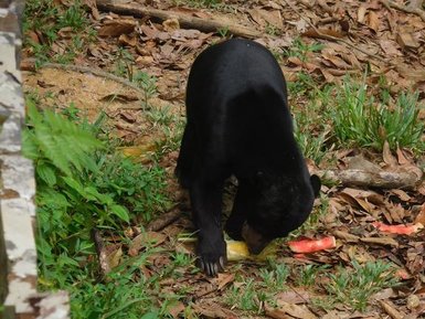 Malaienbär mit schwarzem Fell im Sun Bear Sanctuary – Malaysia & Borneo Reise mit Kindern