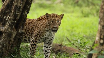 Ein Leopard durchstreift wachsam die Graslandschaft – Sri Lanka Reise mit Kindern