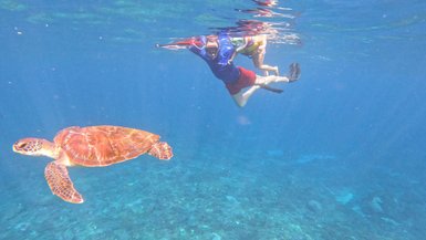 Unterwasseraufnahme einer Schildkröte beim Schnorcheln – Bali Familienreise