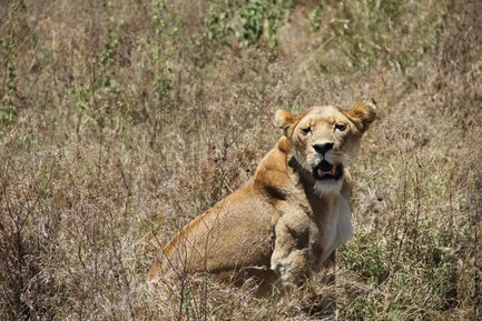 Löwe achtet wachsam auf seine Umgebung – Tansania Familienreise