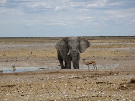 Elefant im Etosha Nationalpark - Zebras am Wasserloch im Etosha Nationalpark - Namibia Reise mit Kindern