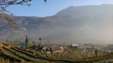 Eine malerische Landschaft mit Reisfeldern erstreckt sich vor einem sanften Hügel, umgeben von Nebel und Bäumen.