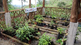 In La Tigra vorbereitete kleine Bäume zum Pflanzen – Costa Rica mit Kindern