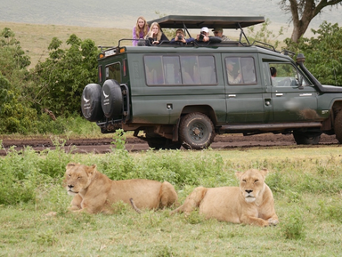 Zwei Löwinnen ruhen entspannt im Gras, während ein Safari-Fahrzeug mit Touristen in der Nähe steht.