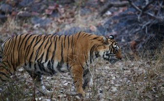 Ein majestätischer Tiger schreitet durch das trockene Gras, umgeben von herbstlichen Blättern und felsigem Terrain.