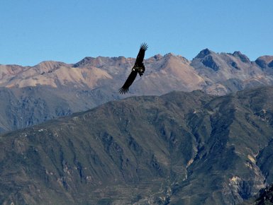 Ein majestätischer Andenkondor schwebt über den beeindruckenden, bergigen Landschaften der Anden.