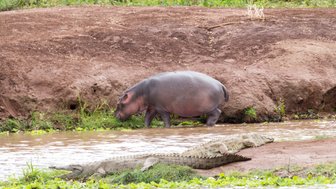 Ein Nilpferd steht am Ufer eines Gewässers, während ein Krokodil entspannt im Wasser liegt und die Umgebung beobachtet.