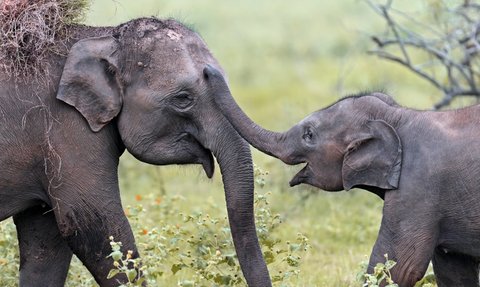 Elefanten bewegen sich durch das hohe Gras im Gal Oya Valley Nationalpark – Sri Lanka Familienreise