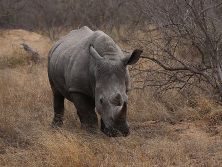 Großes Nashorn steht in der trockenen Savanne im Kruger Nationalpark – Südafrika Familienreise