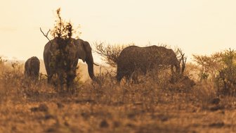 Elefantenherde im Mjejane Private Game Reserve – Südafrika Familienreise