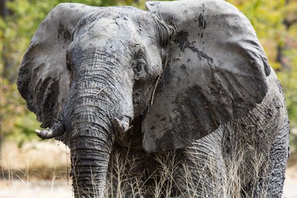 Ein Elefant nimmt ein Bad - Namibia Familienurlaub