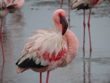 Nahaufnahme von einem Flamingo - Namibia mit Jugendlichen