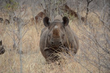 Ein Nashorn steht halb verborgen im dichten Buschwerk - Namibia mit Kindern