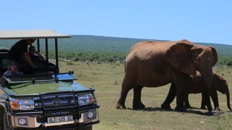 Elefantenmutter mit Jungtier steht neben Jeep im Addo Nationalpark – Garden Route mit Kindern